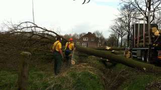 bomen uitsnoeien opruimen 2 meter hout 6 meter hout kachelhout 